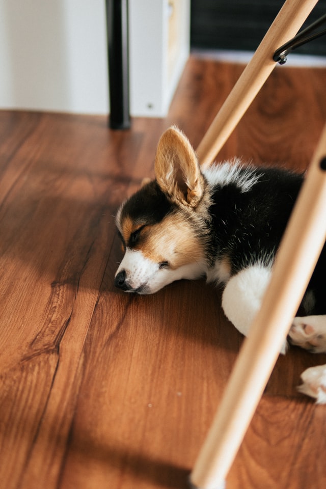 chien heureux dans maison